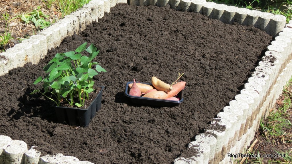 Growing Sweet Potatoes in Florida in a Raised Bed Blog The Beach