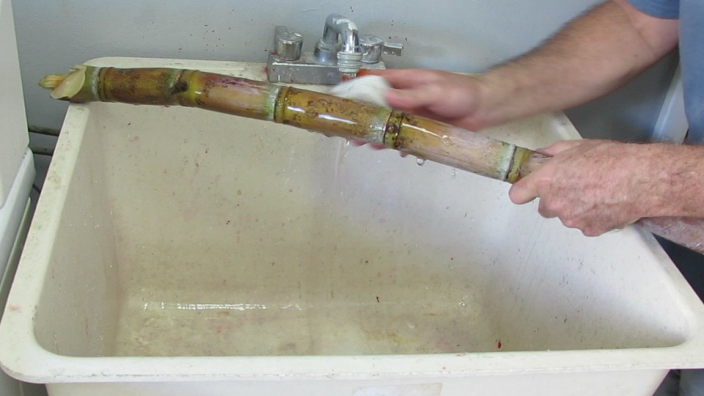 How to Juice Sugar Cane with a Breville Juicer Blog The Beach