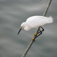 Snowy Egret fishing by the pier.