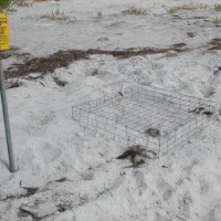 Florida sea turtle nest on the beach.
