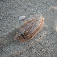 A lettered olive shell on St. Pete Beach.