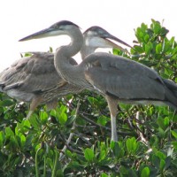 Great Blue Heron Nesting A great blue heron in the nest with young.