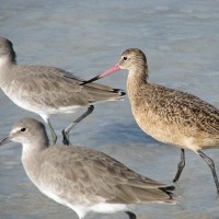 A cinnamon colored Marbled Godwit joins several Willets on the beach.