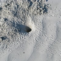 ghost-crab-burrow-800x600