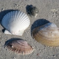shells-fort-desoto-5224