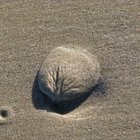 This little mound of sandy mud is the sign of a Banded tulip shell.