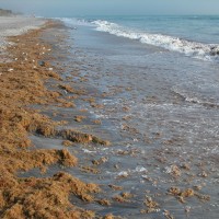Algae washing up on Caspersen Beach provides a rich habitat for marine life.