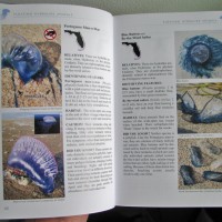 Florida's Living Beaches, by Blair and Dawn Witherington, is a colorful, comprehensive, and user-friendly guide to all the nature you are likely to encounter on Florida's beaches.