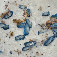 By-the-wind-sailors washed up on Pensacola Beach. Photo contributed by Mary P. of Tallahassee.