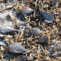 Pen Shells in the Beach Wrack A littoral linguine for ghost crabs and gulls, pen shells and parchment tube worms come to a final rest on a windblown beach.