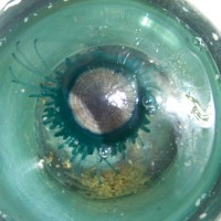 A blue button (Porpita porpita) shares a cup with a small crab. Photo contributed by Renee and Davis Crosby.
