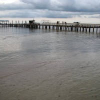 Florida Stingray Caught on Video This is the dock I was standing on when I took the photo of the stingray. It's the Captain Con's Restaurant dock in Bokeelia.