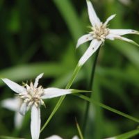 A close up look at the elongated and showy white bracts with the flower in the center.