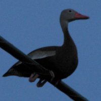 Black-bellied whistling duck perched on a power line in the dark.