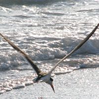 Black skimmer in flight.