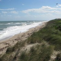 Barrier Island Center July Events The view of the Atlantic Ocean and beach looking south from the Barrier Island Center's boardwalk and scenic overlook.