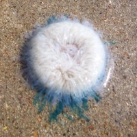 Blue Button Jellyfish on Texas Gulf Coast The underside of a blue button (Porpita porpita). Photo copyright Kathryn G.