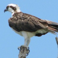 Osprey on Pine Island near the bridge to Bokeelia. Check out those talons? Scary. Click the photo to enlarge.