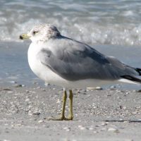 An adult Ring-billed gull rests on a Fort Desoto Park beach.