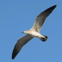 IMG_4049