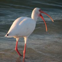 Sanibel Island Sunrise Beachwalk White ibis with bill agape at the beauty of the jaw-dropping sunrise.