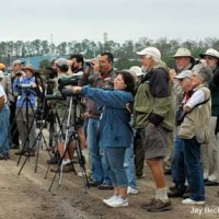 Alvaro Jaramillo Talks Gulls at 2010 Space Coast Birding Festival Birders at the 2009 Space Coast Birding Festival participate in a gulling field trip led by Alvaro Jaramillo.