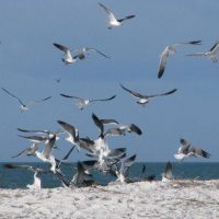 The familiar sight of gulls in a potato chip feeding frenzy.