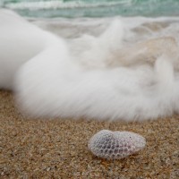 I love this photo with the water in motion-blur and the Janthina in focus. Photo copyright Marianna Armata.