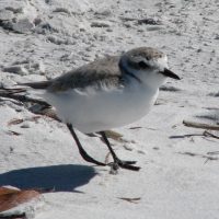The Snowy plover was so hard to see that most of our group walked right past it.