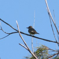 Brown crested flycatcher at Fort Desoto Park, Florida
