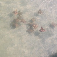 Cownose Ray Feeding Behavior Cownose rays off Clearwater Beach.