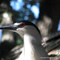 Black crowned night heron