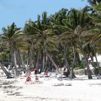 coconut palms, key west, florida