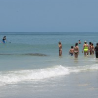 Tampa Bay Rays Visit Madeira Beach bathers and a small school of cownose rays enjoying the Gulf of Mexico