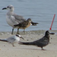 black tern on Gandy Beach, Tampa Bay, Florida