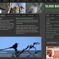 10,000 birds blog