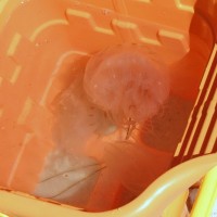 A Family Discovers Anna Maria Island Sea nettles in a bucket.