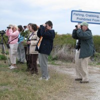 image: Space Coast Birding & Wildlife Festival participants watching waterbirds.