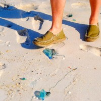Best not to step on jellyfish with bare feet. Photo courtesy of Oliver Rhudy.