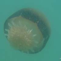Cannonball jellyfish swimming in the Atlantic Ocean