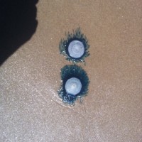 Blue jellyfish on Texas Beach. Porpita porpita (blue button)