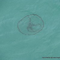 It’s a Moon Jelly Summer moon jellyfish off Dania Beach, Florida