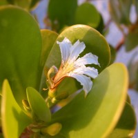 The odd shaped flower of the Inkberry is white, and looks like just half a flower, a trait responsible for one of its common names: "half-flower."