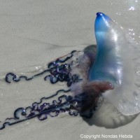 Physalia physalis. Portuguese Man-of-War jellyfish washed up at the Flagler access on New Smyrna Beach. Photo courtesy of Nondas Hebda.