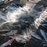 Mullet caught with a single throw of a cast net on the Rod & Reel pier, Anna Maria, FL.