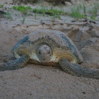 Go For an Educational Sea Turtle Walk this Summer Green sea turtle leaving her nest. Copyright Jim Angy.