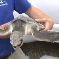 Sea Turtle Setback. But Wait, the Season’s Not Over Yet! Click photo to see video and article about the 2012 turtle season in southwest Florida.