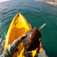 Kayaker in Oman Rescues Sea Turtle Trapped in Fishing Net 8-27-2012 10-28-03 PM