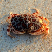 Leopard Crab (Hepatus epheliticus)