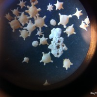 star shaped forams as seen through a microscope